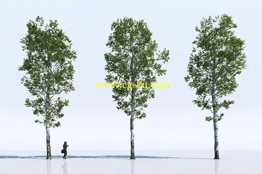 Free 3d Models Birch Trees18个高精度的桦树的图片1