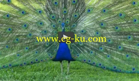 Stock Photography NinjaHow & Where to Sell Your Photos的图片1 Stock Photography NinjaHow & Where to Sell Your Photos的图片1