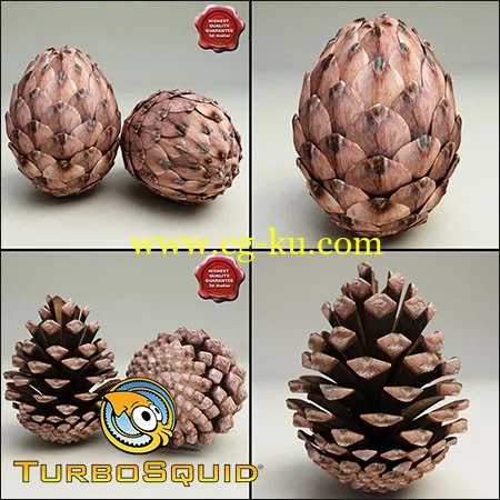 TurboSquid Fir Cones Collection3d植物模型下载的图片1