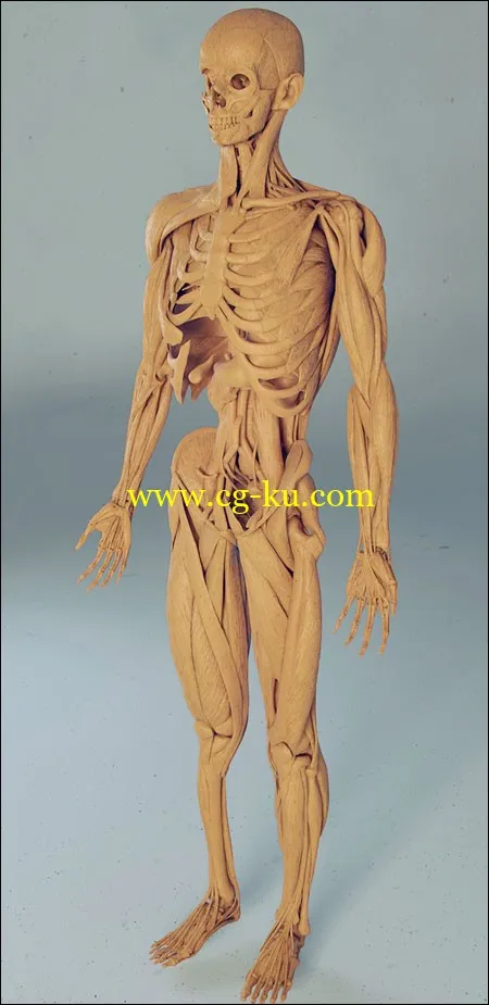 身体部位的3D模型的图片1