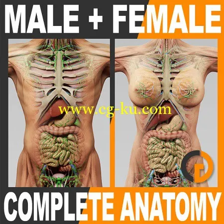 TurboSquid 3D Human Male and Female Complete Anatomy的图片1