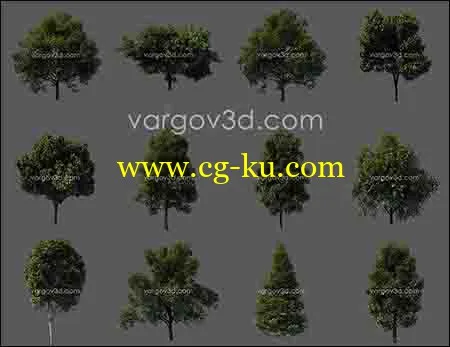 3d 树模型的图片1