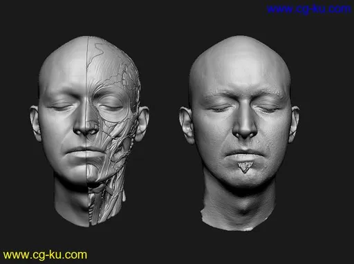 3D Anatomical Model-Reference Collection的图片1