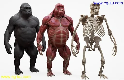 3D Scan Store – Gorilla Écorché的图片1