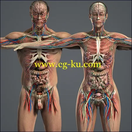 Human Anatomy Models 人体解剖模型的图片1