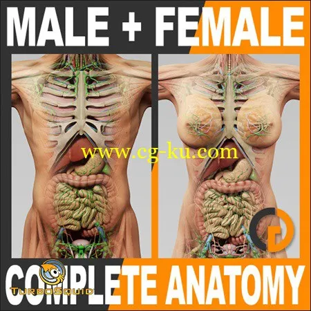 TurboSquid – Human Male and Female Complete Anatomy的图片1
