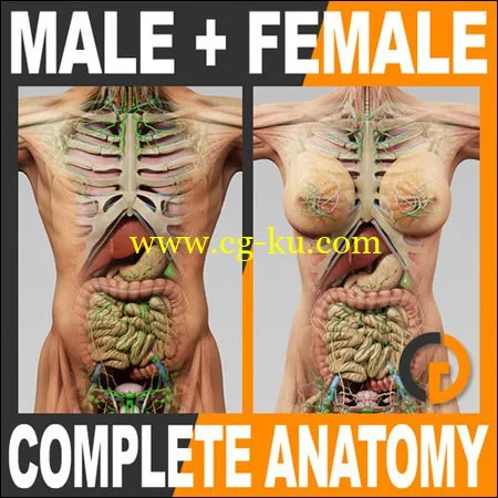 TurboSquid – Human Male and Female Complete Anatomy For C4D的图片1