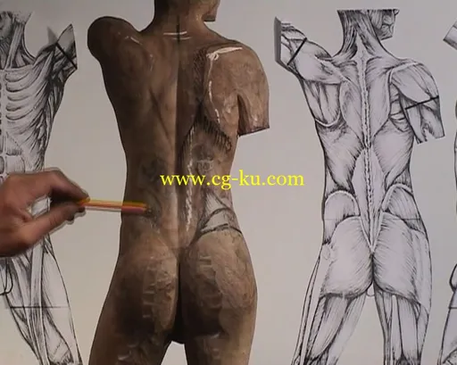Carving the Male Torso的图片3
