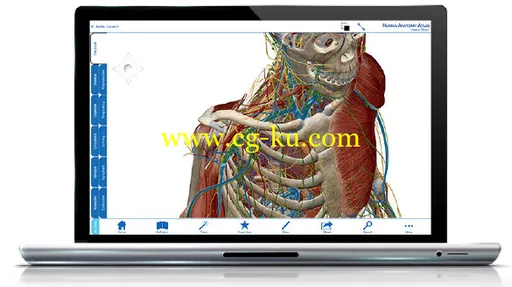 Visible Body Human Anatomy Atlas v3.0.1 Win/MacOSX 3D解剖系统的图片2