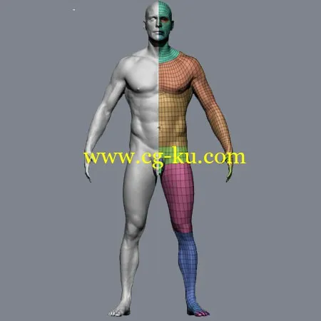 Male Body Scan High Resolution的图片1