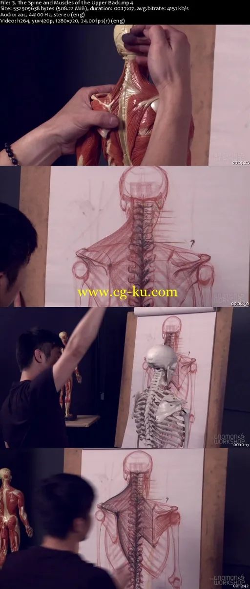 The Gnomon Workshop – Anatomy Workshop: Volume Five Structure and Anatomy of the Human Torso的图片1