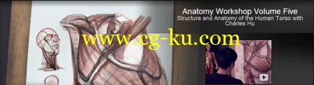 The Gnomon Workshop – Anatomy Workshop: Volume Five Structure and Anatomy of the Human Torso的图片2