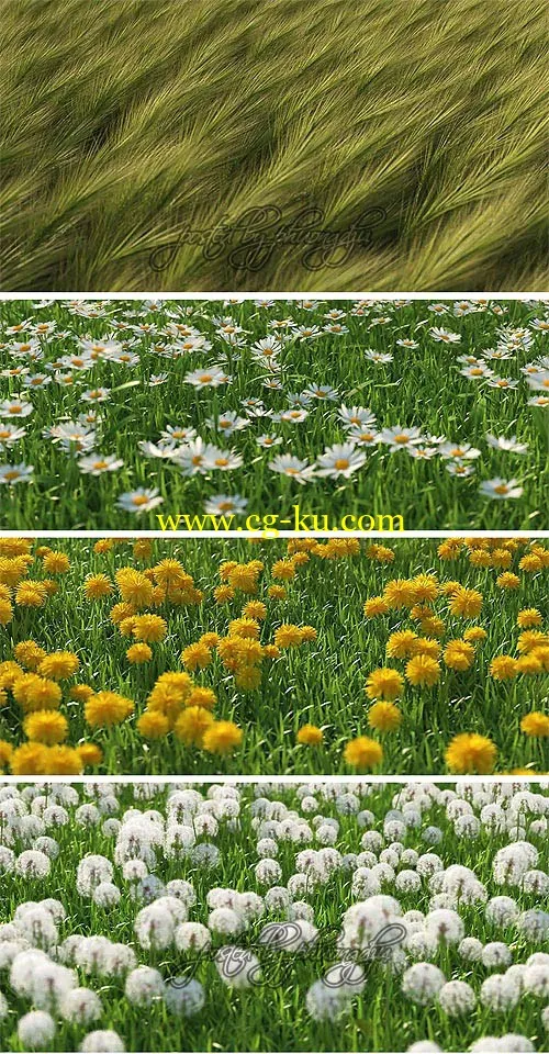 草和花3D模型 Mentor Plants HQ Grass 1 for 3ds max vray,mentalray的图片1