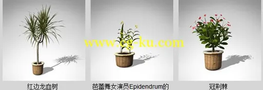 XfrogPlants- HOUSEPLANTS 室内盆栽模型的图片3