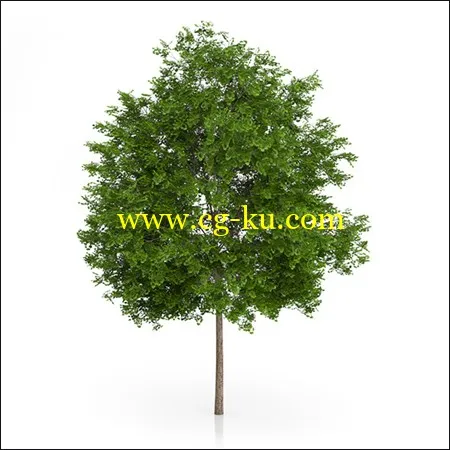 3DOcean Maidenhair Tree的图片1