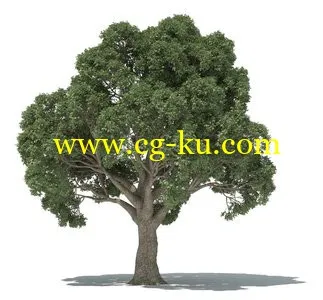 3DQUAKERS – Forester v1.1.0 – C4D R14-R17 WIN的图片1
