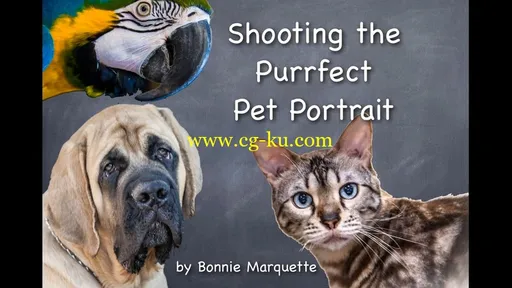 Shooting the Purrfect Pet Portrait的图片1