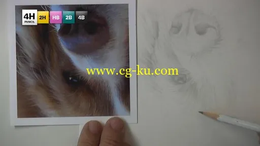 5 Pencil Methos – DRAWING STUDY NO.4: DOG的图片3