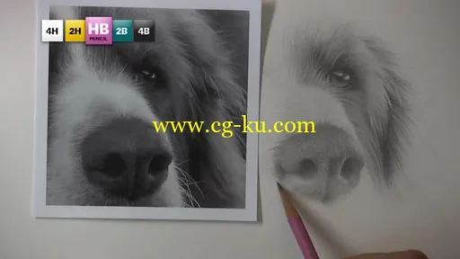 5 Pencil Methos – DRAWING STUDY NO.4: DOG的图片4