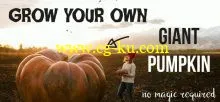 Creative Photography: Grow Your Own Giant Pumpkin的图片1