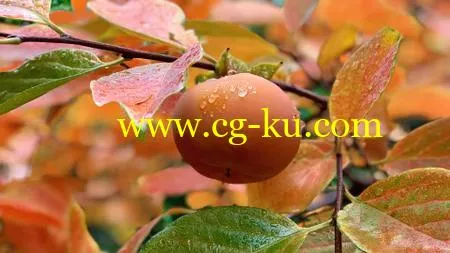 iPhone and iPad Photography for iOS 11的图片1
