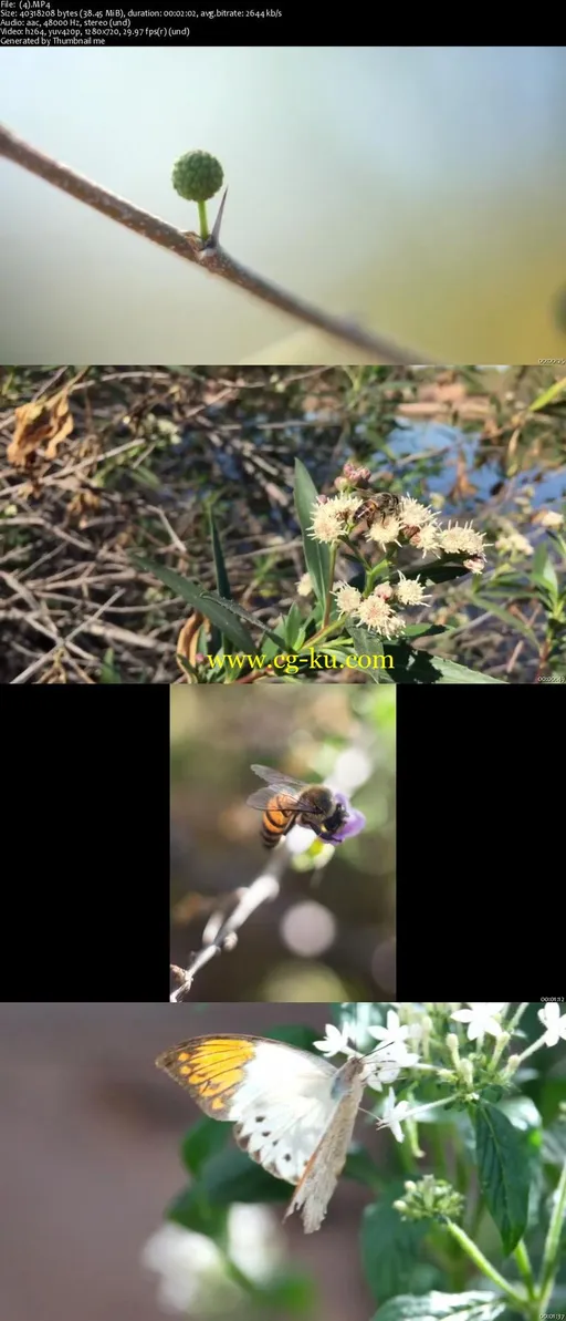 Nature Photography Strategies的图片2