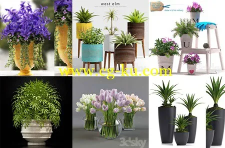 013 Plants Collection的图片1