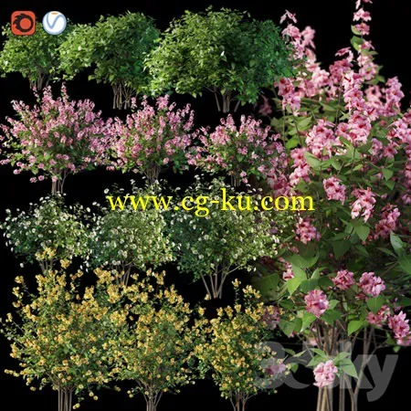 Set flowering shrubs 4的图片1