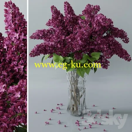 lilac 3的图片1