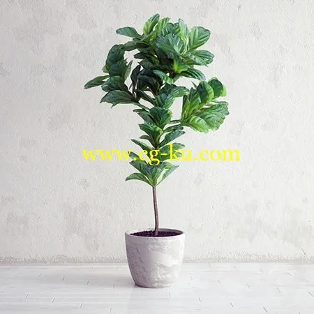 Ficus Lyrata Interior Plant的图片1