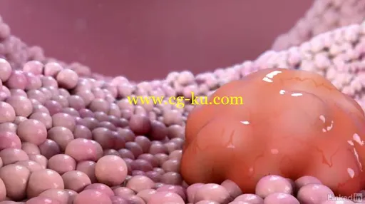 Maya: Fundamentals of Medical Animations的图片1