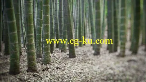 Photoshop CC 2019 Essential Training: Photography的图片3