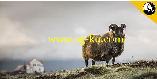 Photoshop CC 2019 Essential Training: The Basics的图片3