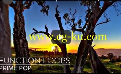 Function Loops Prime Pop WAV MiDi VSTi PRESETS-DISCOVER的图片2