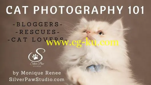 Cat Photography 101的图片2