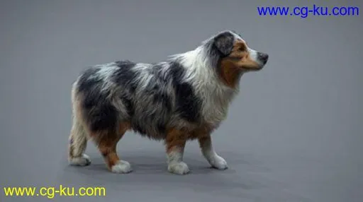 Realistic Dog Grooming for Production with Xgen的图片2