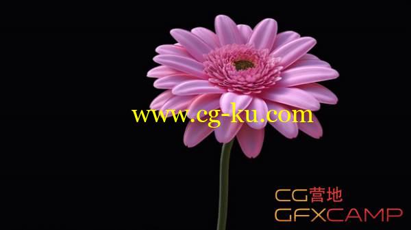C4D雏菊花朵建模渲染教程 Gerbera Daisy C4D Modeling Tutorial的图片1