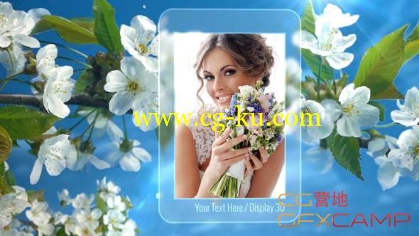 AE模板-树枝花瓣飘落清新婚礼照片相框展示 VideoHive Photo Gallery Spring Blossoms的图片1