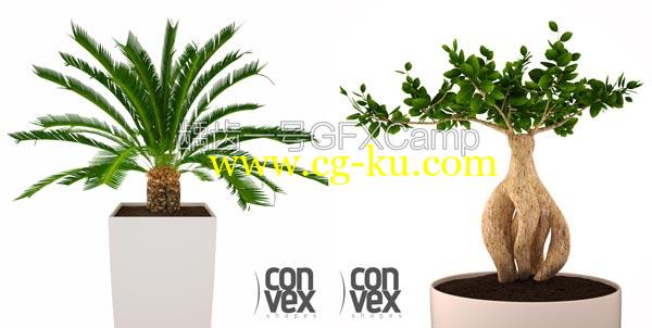 植物盆栽3D模型 CGAXIS Convexshapes 3D Potted Plants的图片1