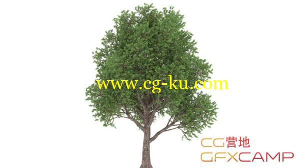 C4D Forester插件制作树木生长树叶飘动教程 Creating a Tree From Scratch的图片1