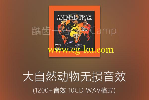 大自然动物无损音效素材(狮子老虎大象蛇猴子猩猩鲸鱼青蛙等10CD)的图片1
