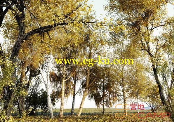 秋天植物树木3D模型 R&D iTrees Vol.1 Autumn的图片1