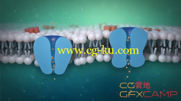 医疗微观细胞皮层动画C4D教程 Cinema 4D and After Effects Cell Membrane Ion Channel Animation Tutorial的图片1