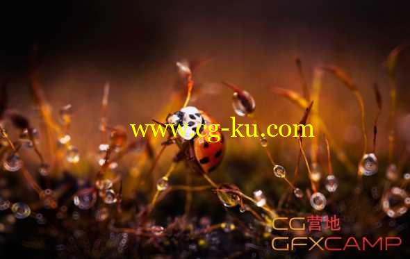 PS图片调色滤镜插件Win/Mac破解版 Alien Skin Exposure X2 Bundle 1.0.0.56 Revision 34645的图片1