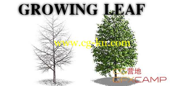 树木树叶生长动画高清视频素材+透明通道 Growing Leaf的图片1