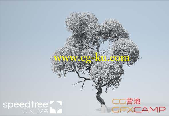 三维植物树木生长建模软件 SpeedTree Cinema 8.0.2 Win/Mac 破解版的图片1