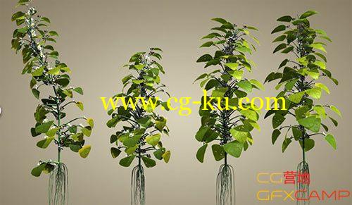 C4D植物生长/流体粒子插件 DPIT Plants & Effex v1.7 R12-R15 Win/Mac的图片1