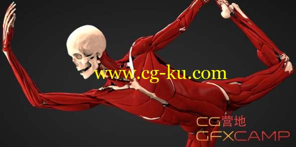 Maya医学人体肌肉骨骼模拟插件 Ziva Dynamics Ziva VFX v1.0.2 for Maya 2014 - 2017 Win/Linux破解版的图片1