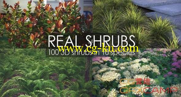 3DS MAX真实三维灌木树木植物3D模型 Vizpark - Real Shrubs的图片1