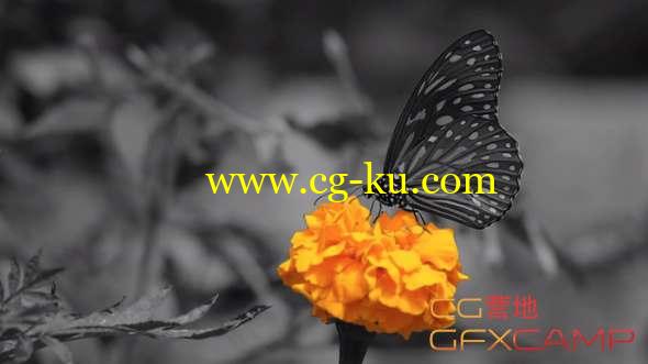 视频选取单色AE教程 After Effects - Color Isolation Effect Tutorial的图片1